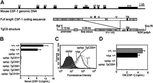 Figure 1. Mouse CSF-1 genomic structure, the TgCS transgene construct, and CSF-1 expression in Csf1op/Csf1op; TgCS/+ mice. (A) The genomic organization of the mouse CSF-1 gene constructed from the sequences of cDNA encoding full-length mouse CSF-1 (M21952), csCSF-1 (BC025593), and the genomic sequence of mouse chromosome 3 published in National Center for Biotechnology Information GenBank (NT_039239). The positions of 3 major proteolytic cleavage sites (▿), the unique glycosaminoglycan addition site (♦), and the transmembrane domain (TM) are shown in the coding sequence of full-length CSF-1. To construct the TgCS transgene, the exon 2-8 fragment of the cDNA encoding the csCSF-1 possessing a truncated exon 6 was cloned downstream of the 3.13-kb promoter and first intron fragment and an additional hGH polyA signal fragment was added at the 3′ end of the cDNA. The fragment of exon 6 deleted in the TgCS transgene encodes the peptide fragment containing the major proteolytic cleavage sites and the glycosaminoglycan addition site. BlgII and EcoRI were used to linearize TgCS plasmid DNA for microinjection. P1 and P2 were primers for PCR genotyping.32 (B) Serum CSF-1 concentrations of Csf1op/Csf1op; TgCS/+ mice and their controls measured by RIA. Means ± SD (n ≥ 5 mice). (C) Surface CSF-1 expression on skin fibroblasts derived from the mice of the indicated genotypes was measured by flow cytometry following staining with anti-CSF-1 antibodies. (D) The CSF-1 concentrations in culture supernatants of skin fibroblasts with the indicated genotypes were determined by RIA. Means ± SD of 3 cultures.