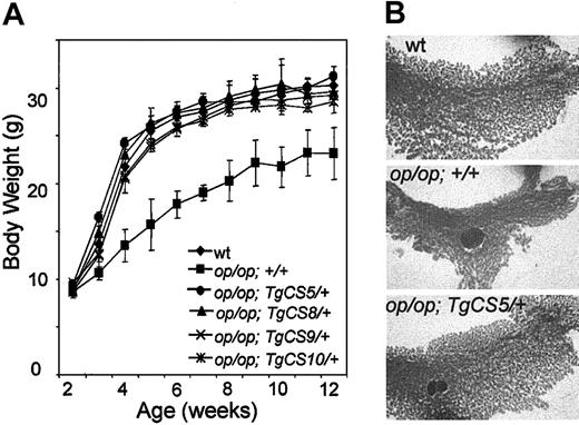 Figure 2. Normal growth rate, adult body weight, and mammary gland in development in Csf1op/Csf1op; TgCS5/+ mice. (A) Groups of male mice (n ≥ 5) of each of the indicated genotypes were weighed at weekly intervals from 2 to 12 weeks of age. Means ± SD. (B) Whole-mount alum-carmine staining of the fourth inguinal mammary gland from pregnant mice of the indicated genotypes at 18 days of gestation (original magnification × 2.6).