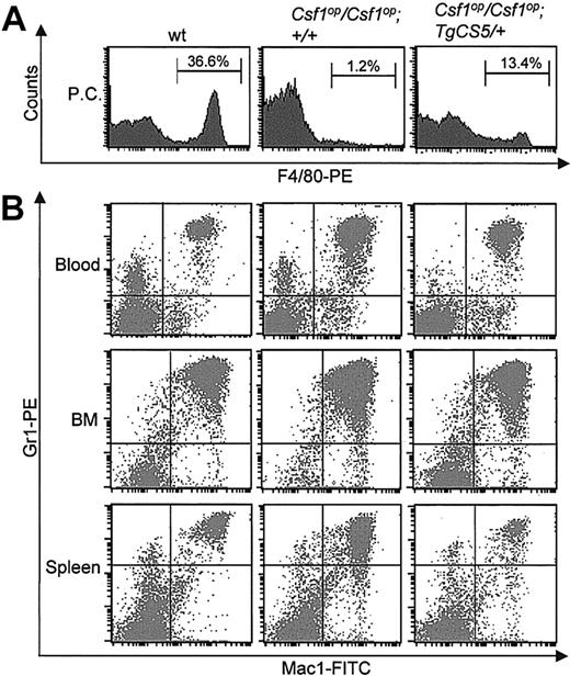 Figure 6. Myeloid lineage parameters in Csf1op/Csf1op; TgCS5/+ mice. (A) Representative histograms of FACS analyses of F4/80-PE antibody-stained peritoneal cavity (PC) cells from wild-type, Csf1op/Csf1op, and Csf1op/Csf1op; TgCS5/+ mice. Means ± SD (n = 3 mice) of the percentages of F4/80+ cells are indicated. (B) Representative dot plots of the FACS analyses of single-cell suspensions of peripheral blood, bone marrow (BM), and splenic cells from wild-type, Csf1op/Csf1op, and Csf1op/Csf1op; TgCS5/+ mice double-stained with Gr1-PE and Mac1-FITC antibodies and analyzed by FACS. The means and percentages of such an analysis for 3 or more mice of each genotype are presented in Table 4.