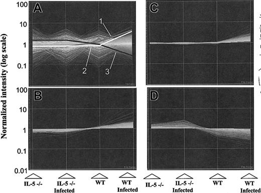 Figure 3. Tracking the expression patterns of 12 000 mouse genes within the U74Av.2 gene chip. The images are generated using algorithms of the GeneSpring analysis program (described in “Materials and methods”). (A) The S mansoni–infected wild-type pattern (WT Infected) is set as default, with the high values (approaching 10) indicating genes that are highly expressed in bone marrow from these mice, with gradations approaching 0.1 indicating genes that are expressed minimally. The “overdrawn” lines indicate selected patterns (correlation coefficient ≥ 0.95); profile 1, at or near baseline (= 1.0) in all but IL-5–expressing, infected wild-type mice; profile 2, at baseline for all but the infected wild-type mice. Profiles 1 and 2 represent gene expression correlating directly with levels of serum IL-5 and bone marrow eosinophilia. Profile 3, is the inverse of profile 1, as shown. There were no transcripts corresponding to the inverse of profile 2. (B-D) Graphic representations of transcripts following expression patterns delineated by profiles 1, 2, and 3 respectively.