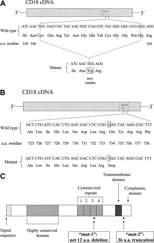 Figure 1. Characterization of the patient's CD18 mutations. The patient was determined to be a compound heterozygote with 2 distinct mutations. (A) A diagram of the first mutation defined, a 36-base pair deletion in exon 12 (1622del36), predicting a deletion of 13 aa residues and insertion of a new tryptophan residue (net loss of 12 aa residues) at the 3′ end of the third cysteine-rich repeat domain of the CD18 extracellular stalk region (C541_G553delinsW) and referred to in the text as “mut-1.” (B) A diagram of the second mutation defined, a nonsense mutation creating a stop codon in exon 15 (2200G>T), predicting a 36-aa truncation of the CD18 cytoplasmic domain (E734X) and referred to in the text as “mut-2.” A schematic diagram of the CD18 protein precursor is shown in panel C, including the locations of mut-1 and mut-2, as indicated by asterisks.