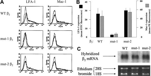 Figure 2. Expression of LFA-1 and Mac-1 in COS-7 cells transiently cotransfected with the wild-type α subunits of Mac-1 or LFA-1, plus the wt, mut-1, or mut-2 β2 subunit. (A) Fluorescence-activated cell sorter (FACS) histograms for expression of Mac-1 or LFA-1 on COS-7 cells cotransfected as indicated and stained with direct fluorescent conjugates of mAbs against the Mac-1 or LFA-1 α subunits or an isotype-matched control mAb. The thin lines represent background fluorescence with a control antibody, and the thick lines represent the specific fluorescence for LFA-1 or Mac-1. As shown, COS-7 cells transfected with the mut-1 β2 subunit expressed markedly diminished Mac-1 and LFA-1 compared with cells with the wt β2, whereas results with the mut-2 β2 were similar to those for wild type. (B) A graph of the composite data from 4 such experiments, confirming the pronounced reduction in expression of Mac-1 and LFA-1 with the mut-1 β2 subunit versus wt β2 (P < .001; n = 5). Error bars indicate SEM. Expression of Mac-1 and LFA-1 with the mut-2 β2 was equivalent to their expression with wt β2. RNArecovered from COS-7 cells transiently transfected as for the expression studies for panelsAand B was subjected to Northern analysis as described in “Patients, materials, and methods.” As shown in the autoradiogram in panel C, there was no apparent difference in mRNAabundance among the 3 β2 mRNAs, confirming that the reduced expression of Mac-1 and LFA-1 with the mut-1 β2 subunit could not be attributed to reduced transcription. The results shown are for RNA from COS-7 cells transfected with the respective β2 subunits along with the LFA-1 α subunit and represent 3 similar experiments.