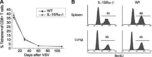 Figure 2. IL-15Rα expression by memory CD8 T cells is not required for their proliferation. A mixture of BM from IL-15Rα-/- (Ly5.1) and wild-type mice (Ly5.1/5.2) was injected into lethally irradiated wild-type mice (Ly5.2). After reconstitution, chimeras were infected with VSV to analyze a viral CD8 T-cell response. (A) The percentage of N-tetramer-positive cells present in the peripheral blood was measured at various times after VSV infection. Wild-type and IL-15Rα-/- cells were distinguished by the gating on Ly5.1/5.2+ and Ly5.1+ cells, respectively. Error bars indicate SD. (B) Sixty days after VSV infection, BrdU was added to drinking water for 4 weeks. Lymphocytes from spleens and lungs were isolated and stained with anti-BrdU, N-tetramer, anti-CD8, and anti-Ly5.2. Histograms show BrdU incorporation of N-tetramer-positive CD8+ T cells from either Ly5.2+ (wild-type) or Ly5.2- (IL-15Rα-/-) cells. Horizontal lines demarcate BrdU-positive cells and the numbers indicate the percentage of BrdU-positive cells.