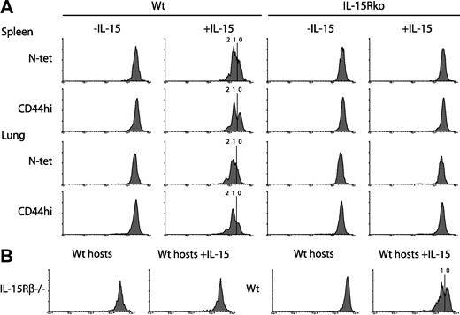 Figure 5. Memory CD8 T-cell responses to IL-15 require IL-15Rα expression by opposing cells and IL-15Rβ expression by memory CD8 T cells. (A) Spleen cells from VSV-infected B6 mice were enriched for CD8 T cells, labeled with CFSE, and transferred to either normal or IL-15Rα-/- hosts. Approximately 10 × 106 CD8 T cells containing 0.5 × 106 tetramer-positive cells were transferred into each mouse, followed by treatment with 2.5 μg of rIL-15 intravenously. Three days after IL-15 treatment, lymphocytes from spleen and lung were analyzed for CFSE intensity on N-tetramer-positive CD8+ T cells and CD44hiCD8+ T cells. In the second column, the division peaks are labeled with a demarcation between the zero and first divisions. (B) Spleen and lymph node (LN) cells from IL-2/15Rβ-/- mice or wild-type mice were enriched for CD8 T cells, labeled with CFSE, and transferred into normal Ly5.2 hosts, and treated with rIL-15 intravenously. Three days later, lymphocytes from spleen were analyzed for CFSE intensity on Ly5.1+CD44hiCD8+T cells.
