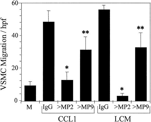 Figure 7. Antibody against metalloproteinase-2 (MMP-2) inhibits CCL1- and LCM-induced chemotaxis of VSMCs. Mixtures of CCL1 (100 ng/mL) and goat IgG or goat anti–MMP-2 (> MP2) or anti–MMP-9 (> MP9) (1 μg/mL) were added to the bottom wells of the chemotaxis chamber. Similarly, LCM, produced as detailed in the legend to Figure 3, was added in the presence of the same immunoglobulin preparations. The chemotactic activity of these mixtures was tested against VSMCs as detailed in “Materials and methods.” Anti–MMP-2 inhibited chemotaxis induced by CCL1 74.5% and by LCM 95% (*P < .0001), whereas anti–MMP-9 was less effective, inhibiting CCL1- and LCM-induced chemotaxis 32.6% and 41.6%, respectively (**P < .03). Inhibition of VSMC chemotaxis by antibody against MMP-2 was significantly greater than by anti–MMP-9 (P < .007). These studies suggest that MMP-2 is the principal metalloproteinase involved in the chemotaxis of VSMCs in response to either CCL1 or LCM on a fibronectin-coated surface. M indicates DMEM. Error bars represent SD.