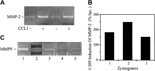 Figure 8. CCL1 induces pro-MMP2 in human vascular smooth muscle cells. VSMCs were incubated with DMEM or with CCL1 (150 ng/mL) for 6 hours. The samples were analyzed by gelatinolytic zymography as detailed in “Materials and methods.” (A) CM from VSMCs incubated with DMEM (lanes 1,3) or with CCL1 (lanes 2,4) was tested in duplicate for gelatinolytic activity. CM from CCL1-treated VSMCs showed enhanced gelatinolytic activity. (B) Gelatinolytic zymograms from 3 separate experiments were quantified using the NIH Image 1.61f program. CCL1 increased VSMC gelatinolytic activity by 187%, 250% (samples of panel A), and 152%, respectively, over the untreated controls. (C) CM was concentrated approximately 16-fold using heparin-agarose beads as detailed in “Materials and methods.” Samples containing equal amounts of protein were analyzed by gelatinolytic zymography. MMP-9 standard (1); protein standards phosphorolase-B (107 kDa), albumen (90 kDa) (2); VSMCs stimulated with TNF-α (20 ng/mL) (3), DMEM (4) or CCL1 (5) (150 ng/mL) for 6 hours. TNF-α increased MMP-9 gelatinolytic activity in VSMCs compared with the media control but CCL1 did not. These studies show that CCL1 increases the secretion of MMP-2 by VSMCs but not the secretion of MMP-9.