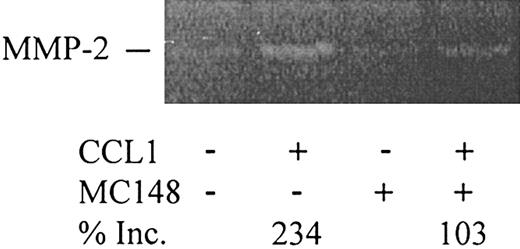 Figure 10. Poxvirus MC148 inhibits CCL1-induced MMP-2 production in VSMCs. VSMCs were preincubated with DMEM or with poxvirus MC148 chemokine (100 ng/mL) for 30 minutes at 37°C. After washing, DMEM or CCL1 (100 ng/mL) with or without MC148 was incubated with the VSMCs for 3 hours at 37°C in 5% CO2. The supernatants were collected and analyzed by gelatinolytic zymography. Gelatinolytic zymograms were quantified using the NIH Image 1.62f program. CCL1 increased VSMC gelatinolytic activity by 234% over the control. In the presence of MC148 chemokine, however, production of MMP-2 was substantially inhibited. Inc. indicates increase.
