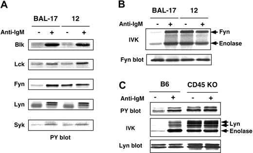 Figure 1. Negative regulation of Src-PTKs by CD45 in B cells. (A) Phosphorylation of Src-PTKs and Syk in BAL-17 cells. BAL-17 and CD45-deficient clone 12 cells were incubated for 5 minutes (–) without or (+) with 20 μg/mL (Fab′)2 fragments of anti-IgM Ab (+); PTKs were then subjected to Western blotting with anti-PY Ab. (B) Fyn activation in BAL-17 and CD45-deficient clone 12 cells. Cells were treated as in panel A; Fyn was then subjected to IVK assays with enolase as a substrate and to blotting with anti-Fyn Ab. (C) Phosphorylation and activation of Lyn in splenic B cells. B cells from B6 and CD45 KO mice were treated as in panel A, after which Lyn was subjected to IVK assays using enolase and to Western blotting with anti-PY and anti-Lyn Abs.