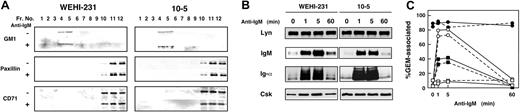 Figure 2. Dynamics of GEMs in WEHI-231 and CD45-deficient clone 10-5 cells. (A) Characterization of GEMs in WEHI-231 and 10-5 cells. Cells were either left unstimulated (–) or were stimulated for 5 minutes at 37°C with 20 μg/mL (Fab′)2 fragments of antimouse IgM Ab (+), after which they were lysed in 0.5% Triton X-100 and subjected to sucrose gradient ultracentrifugation. Equal volumes of gradient fraction were separated by SDS-PAGE and blotted with HRP-conjugated CTB subunit to detect the ganglioside GM1, or with Abs against paxillin and CD71. Fr indicates fraction. (B) Association of Lyn, IgM, Ig-α, and Csk with GEMs. WEHI-231 and 10-5 cells were either left unstimulated or were stimulated with 20 μg/mL antimouse IgM Ab for 1, 5, or 60 minutes, and then treated up to the ultracentrifugation step as in panel A. Equal volumes of GEMs (sucrose gradient fractions 4 and 5 combined) were separated by SDS-PAGE and blotted with Abs against Lyn, IgM, Ig-α, and Csk. (C) Percentages of GEM-associated Lyn (•), IgM (○), Ig-α (▪), and Csk (□) in WEHI-231 (solid line) and 10-5 (broken line) cells.