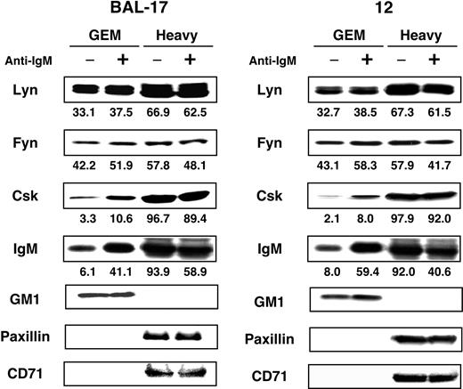 Figure 3. Association of IgM, Src-PTKs, and Csk with GEMs in BAL-17 cells. BAL-17 and CD45-deficient clone 12 cells were either left unstimulated (–) or stimulated (+) for 5 minutes at 37°C with 20 μg/mL (Fab′)2 fragments of antimouse IgM Ab, after which they were lysed in 0.5% Triton X-100 and subjected to sucrose gradient ultracentrifugation. GEMs (fractions 4 and 5) and heavy fractions (fractions 10-12) were separated by SDS-PAGE and blotted with Abs against Lyn, Fyn, Csk, and IgM. Control blots were performed with HRP-conjugated CTB subunit to detect the ganglioside GM1, or with Abs against paxillin and CD71. Numbers at the bottom are percentages of total molecules present in each fraction.
