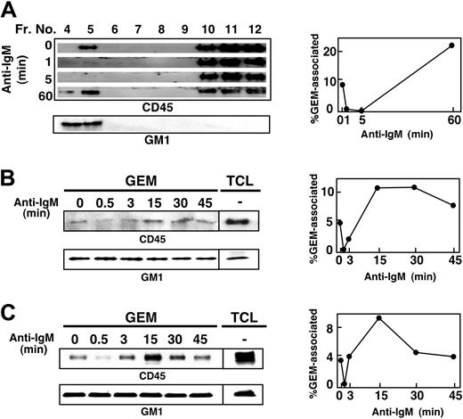 Figure 4. Dynamic association of CD45 with GEMs in B cells. WEHI-231 (A), BAL-17 (B), and splenic B (C) cells were left unstimulated or were stimulated with 20 μg/mL anti-IgM Ab for the times indicated. After lysis in 0.5% Triton X-100 and sucrose gradient ultracentrifugation, each fraction (A) or GEM fraction (fractions 4 and 5 combined) and total cell lysates (TCL; B-C), was separated by SDS-PAGE and blotted with anti-CD45 mAb and HRP-conjugated CTB subunit to detect GM-1. In the upper panel of panel C, GEM fractions and TCL were immunoprecipitated with anti-CD45 mAb and then subjected to blotting with anti-CD45 mAb. Right panels indicate the time courses of the percentages of total CD45 that was GEM-associated, as determined by densitometric analysis.