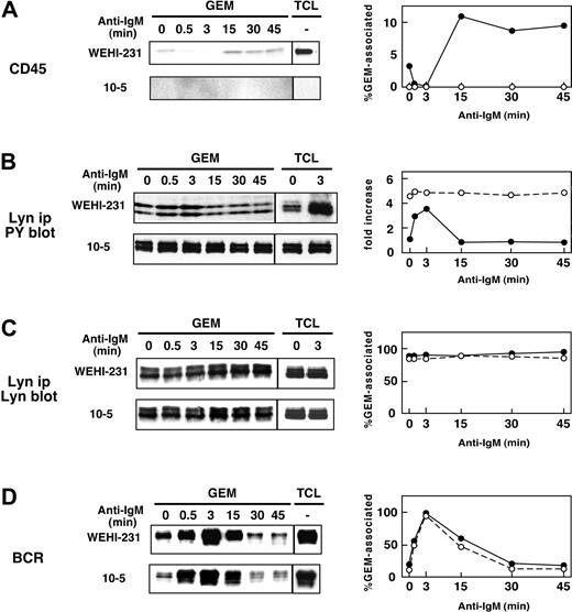 Figure 5. Inverse correlation between association of CD45 with GEMs and tyrosine phosphorylation of Lyn. WEHI-231 (•) and 10-5 (○) cells were stimulated with 20 μg/mL anti-IgM Ab for 0.5, 3, 15, 30, and 45 minutes, and then lysed in 0.5% Triton X-100. GEMs (fractions 4 and 5 combined) and TCL were subjected to SDS-PAGE and blotting with anti-CD45 mAb (A). Tyrosine phosphorylation of Lyn was examined by blotting with anti-PY mAb (B). Association of Lyn and IgM with GEMs was also examined by blotting with anti-Lyn and anti-IgM Abs (C, D). The panels on the right show percentages of GEM-associated CD45, Lyn, and IgM, and fold increases in tyrosine phosphorylation of Lyn. Fold increases of Lyn phosphorylation were calculated by setting the level of unstimulated WEHI-231 cells as 1. ip indicates immunoprecipitated.