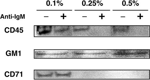 Figure 6. Effect of detergent concentration on GEM preparation. WEHI-231 cells were left unstimulated (–) or were stimulated (+) with 20 μg/mL anti-IgM Ab for 5 minutes. Cells were lysed in 0.5%, 0.25%, and 0.1% Triton X-100 and were subjected to sucrose gradient ultracentrifugation. Fractions 4 and 5 combined were then separated by SDS-PAGE and blotted with anti-CD45 mAb, anti-CD71 mAb, and HRP-conjugated CTB subunit to detect GM-1.