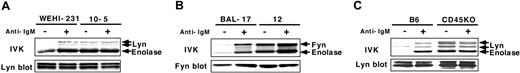 Figure 7. Negative regulation of GEM-associated Src-PTKs by CD45. WEHI-231 (A), BAL-17 (B), and splenic B (C) cells, and their CD45-deficient clones were left unstimulated (–) or were stimulated (+) for 5 minutes with 20 μg/mL anti-IgM Ab. Lyn in WEHI-231 and splenic B cells and Fyn in BAL-17 cells were then immunoprecipitated from GEMs (fractions 4 and 5) and subjected to IVK assays with enolase and Western blotting with Abs against Lyn and Fyn.