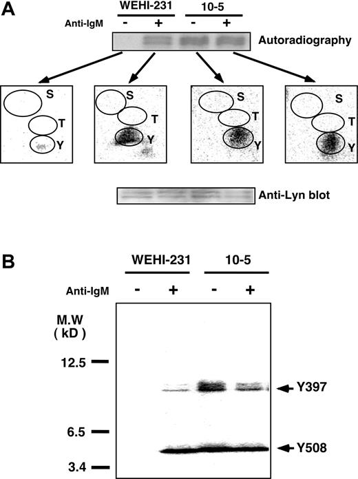Figure 8. Dephosphorylation of Lyn's regulatory sites by CD45 and induction of their phosphorylation by BCR ligation. (A) 32P-orthophosphate–labeled WEHI-231 and CD45-deficient clone 10-5 cells were left unstimulated (–) or were stimulated (+) for 5 minutes with 20 μg/mL anti-IgM Ab, after which Lyn was immunoprecipitated from GEMs and subjected to SDS-PAGE analysis. 32P-labeled Lyn bands were excised from the PVDF membrane, hydrolyzed, and subjected to phosphoamino acid analysis. S indicates serine; T, threonine; and Y, tyrosine. (B) Cells were treated as in panel A, and the excised Lyn bands were treated with CNBr. The eluted proteins were subjected to SDS-PAGE in a 15% to 25% gradient gel, transferred to a PVDF membrane, and analyzed with a BAS 2000. The Lyn protein applied was assessed by Western blotting with anti-Lyn Ab. Y397 indicates the autophosphorylation site; Y508, negative regulatory site; and MW, molecular weight.