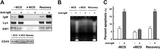 Figure 9. Effect of MCD on BCR-induced apoptosis. (A) WEHI-231 cells were left untreated, treated with 5 mM MCD for 25 minutes in lipid-free medium, or treated with 5 mM MCD for 25 minutes and allowed to recover for 4 hours. Cells were then left unstimulated (–) or were stimulated (+) for 5 minutes with 20 μg/mL anti-IgM Ab. Following lysis in 0.5% Triton X-100 and sucrose gradient ultracentrifugation, GEM fractions were blotted with CTB subunit and Abs against Lyn, IgM, and CD45. (B) WEHI-231 cells were incubated as in panel A and then either left unstimulated (–) or stimulated (+) for 24 hours with 20 μg/mL anti-IgM Ab and subjected to DNA fragmentation assays. (C) Effect of MCD on BCR-induced apoptosis. WEHI-231 cells treated as in panel B were labeled with FITC–annexin V and propidium iodide and subjected to flow cytometry. Cells that labeled positively for both were considered to be apoptotic. The results are expressed as means ± SEM of 3 independent experiments. *P < .005.