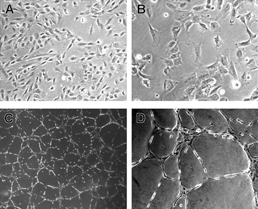 Figure 1. Morphology of rhesus monkey ES cell–derived endothelial cells (RESDECs). (A-B) Rhesus ES cells were grown in EGM2 media and then transferred to a new tissue-culture plate where uniform flat, adherent, stellate-appearing cells were demonstrated. (C-D) RESDEC cells were made into a single-cell suspension and transferred to a Matrigel-coated plate where capillary tube–like structures were seen within 18 hours after transfer. Original magnifications: × 100 (A,D); × 200 (B); and × 40 (C).