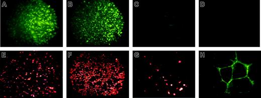 Figure 3. Immunohistochemical staining of RESDECs demonstrating endothelial cell features. (A-D) von Willebrand factor staining demonstrates positive staining only in RESDECs and HUVECs. (A) RESDECs; original magnification, × 100. (B) HUVECs; original magnification, × 40. (C) MEFs; original magnification, × 100. (D) Undifferentiated rhesus ES cells; original magnification, × 100. (E-G) Uptake of acetylated LDL demonstrates specific staining of RESDEC and HUVEC. (E) RESDECs; original magnification, × 100. (F) HUVECs; original magnification, × 40. (G) MEFs; original magnification, × 100. (H) Binding to ulex europaeus agglutinin-1 to RESDECs grown as tubes in Matrigel; original magnification, × 100.