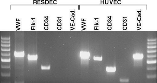 Figure 5. RT-PCR analysis of RESDECs and HUVECs. Total cellular RNA was isolated from RESDECs and HUVECs. Sequence-specific primers for the indicated genes were used for PCR analysis. RESDECs express RNA for VWF, flk-1, and CD34 as indicated, though no expression of CD31 and VE-cadherin is detected. All 5 genes are expressed in HUVECs. To control for contaminating genomic DNA, reactions were done using cellular RNA with no reverse transcriptase and these reactions did not demonstrate bands for any of the primers in either cell type.