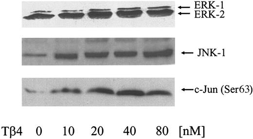 Figure 3. Tβ4 induces phosphorylation of JNK1, ERK, and phospho-c-Jun protein. Confluent EA.hy 926 cells were treated with increasing concentrations of Tβ4 (0-80 nM) for 20 minutes or overnight in the case of ERKs and JNK1 or c-Jun, respectively. Total protein was harvested in 2 × sodium dodecyl sulfate (SDS) buffer. After polyacrylamide gel electrophoresis (PAGE) separation and transfer to polyvinylidene difluoride membranes, Western blot analysis was performed with an antibody to ERK, JNK, and phospho-(p)-c-Jun (Ser63), and enhanced chemiluminescence was performed for detection of bound secondary antibody. All data are representative of 3 replicate experiments.
