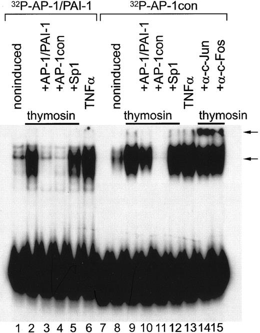 Figure 4. Binding of Tβ4-induced nuclear proteins to the PAI-1/AP-1–like sequence and the AP-1 consensus sequence. EMSA was performed using labeled oligodeoxynucleotides containing the AP-1–binding sequence from the PAI-1 promoter (AP-1/PAI-1, lanes 1-6) or consensus AP-1–binding sequence (TGAGTCA) flanked by 13 bp from PAI-1 promoter (AP-1con, lanes 7-15). Nuclear extracts used in these studies were prepared from confluent EA.hy 926 cell cultures unstimulated (lanes 1 and 8) or stimulated for 2 hours either with Tβ4 (40 nM; lanes 2-5, 9-12, and 14-15) or TNF-α (10 ng/mL; lanes 6 and 13). For competition experiments, unlabeled double-stranded competitor oligodeoxynucleotides in 200-fold molar excess were added to the reaction mixtures as indicated (lanes 3-5 and lanes 10-12). Immunologic identification of Tβ4-induced DNA-binding protein was performed with mouse monoclonal antibodies specific to fos/jun family members: c-Jun phosphorylated on Ser63 (lane 14) and c-Fos (lane 15). Protein-DNA complexes were resolved on a native 5% polyacrylamide gel and detected by autoradiography. Protein-DNA complexes and supershifts with antibodies are marked by arrows. Lane 7 contains only DNA probe.