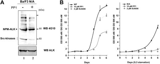 Figure 7. Effect of Src-kinase inhibitors on NPM-ALK–mediated IL3-independent proliferation of the Ba/F3 cell line. (A) Ba/F3 N/A cells were deprived of serum for 24 hours followed by 6-hour serum readdition in the presence or absence of 10 μM PP1, as indicated. Cell lysates (5 × 105 cells) were subjected to immunoblot analysis with either antiphosphotyrosine 4G10 antibody (upper panel) or ALKc antibody (lower panel). (B) Wild-type Ba/F3 cells (WT) and Ba/F3 cells expressing NPM-ALK (Ba/F3 N/A) were seeded at 2 × 103 cells per well in a 96-well plate in medium enriched with (left) or deprived of (right) IL3. Cells were grown in the absence or in the presence of either 10 μM PP1 or 2 μM SU6656 as indicated. Cell proliferation was determined each day for 6 days using an MTT proliferation assay. Reported results are mean ± SEM of 3 independent experiments performed in triplicate.