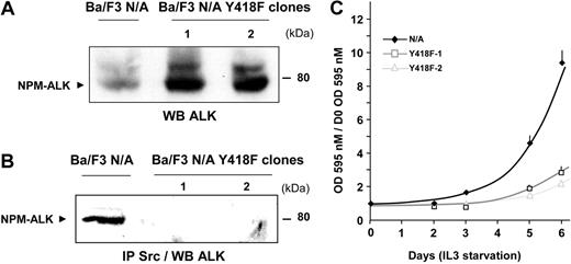 Figure 8. Inhibition of NPM-ALK–mediated IL3-independent proliferation of Ba/F3 cells by disruption of NPM-ALK Src-kinase interaction. (A) The expression level of wild-type NPM-ALK (Ba/F3 N/A) or the NPM-ALK Y418F mutant Ba/F3 (clones 1, 2) was detected by immunoblotting with the ALKc antibody. (B) Of each clone, 10 million cells were subjected to immunoprecipitation with the Src-2 antibody followed by immunoblotting with ALKc. (C) Clones expressing wild-type NPM-ALK or the Y418F NPM-ALK mutant were plated at 103 cells per well in a 96-well plate in medium starved of IL3. Proliferation of the different clones was determined each day for 6 days using an MTT proliferation assay. Results are means of triplicates ± SEM of 1 experiment representative of 3.