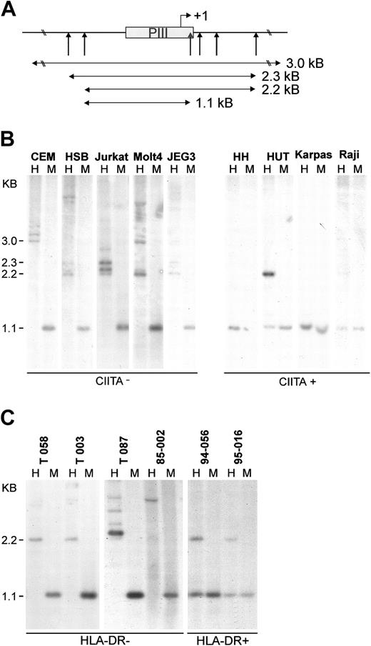 Figure 5. Genomic CIITA-PIII DNA from leukemic T cells is methylated. (A) Restriction sites around CIITA-PIII of the methylation-sensitive enzyme HpaII and its methylation-tolerant isoschizomer MspI are indicated with vertical arrows. The probe used for the Southern blot analysis is indicated as a gray box. Detected fragment sizes are indicated. (B) Southern blot analysis on HindIII/HpaII (H) and HindIII/MspI (M) digested DNA of CIITA-deficient or CIITA-expressing T-cell lines. JEG-3 DNA was used as a control for methylated CIITA-PIII,39 and Raji B-cell DNA was used as a control for unmethylated CIITA-PIII. (C) The methylation status of CIITA-PIII in primary T-cell leukemia and lymphoma as determined by Southern blot analysis on HindIII/HpaII (H) and HindIII/MspI (M) digested DNA. The HLA-DR surface expression of the panel of primary malignant T cells has been determined previously (Table 1; Van Dongen et al31 and Langerak et al32,33).