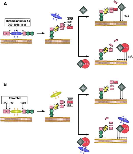 Figure 2. Schematic representation of APC and APC/PS-dependent inactivation of factors Va and VIIIa. (A) Factor V is converted into factor Va by thrombin or factor Xa by cleavages at Arg709, Arg1018, and Arg1545. This results in the loss of the B domain and formation of the factor Va heterodimer consisting of a heavy (A1-A2) and a light (A3-C1-C2) chain, coupled by a single calcium ion (Ca), tightly bound between the A1 and A3 domains. The C2 subunit of the light chain binds to negatively charged phospholipid membranes. Factor Va is inactivated by activated protein C (APC) cleavage at 3 sites in the heavy chain: Arg306, Arg506, and Arg679. However, the pattern of cleavage depends on whether protein S (PS) is absent (top) or present (bottom). Only cleavage at Arg306, which bisects the A1 and A2 domain, results in complete loss of factor Va activity. In the absence of PS, rapid initial cleavage at Arg506 occurs, resulting in a molecule with intermediate activity. This cleavage is slow and seems to be required for the optimum exposure of Arg306 (red box). The presence of PS increases the affinity of APC for the membrane surface (arrows) and seems to relocate the active site of APC for preferential cleavage at Arg306 (the distance of closest approach is indicated). This augments the rate of Arg306 cleavage approximately 20-fold, and rapidly inactivates factor Va. (B) Factor VIII is activated by thrombin through cleavage at Arg372 (which bisects the contiguous A1-A2 domains), Arg740, and Arg1689 (which liberates the B region). Factor VIIIa is a heterotrimer consisting of A1 and A2 domains and the light chain (A3-C1-C2). The A2 associates with the A1 domain via weak electrostatic interactions (dotted line), with rapid dissociation at low concentrations. APC inactivates factor VIIIa by a similar mechanism to factor Va, although the APC cleavage sites are Arg336 and Arg562. Complete inactivation of factor VIIIa is correlated with cleavage at Arg562. In the absence of PS (top), Arg336 is cleaved at a higher rate. In the presence of PS and fragments derived from the “B” region of factor V, cleavage at Arg562 is accelerated and factor VIIIa is inactivated more rapidly.