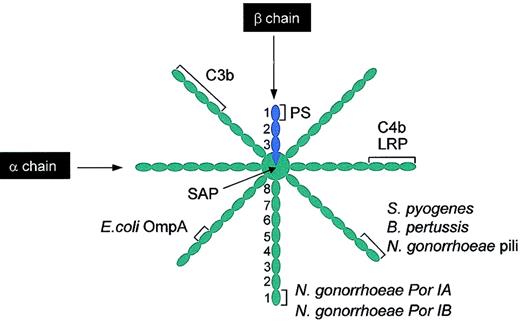 Figure 3. Schematic illustration of binding sites on C4BPβ+ for different ligands. Several ligands bind C4BP, most of them to the α chains. It should be noted that while the binding sites are shown on a single chain, these will be replicated on all the other α chains. C4b and LRP bind to CCP1-3. C3b binds to either CCP1-4 or CCP1-5 (see “C4b-binding protein”). The pathogens S pyogenes and B pertussis bind to CCP1-2 and E coli OmpA binds to CCP3. Different coat proteins of N gonorrhoeae bind to different regions of C4BP; pili binds to CCP1-2, whereas Por IA and Por IB bind to CCP1. SAP binds to the central core of the C4BP. In contrast, PS binds to CCP1 of the single β chain present in C4BPβ+. PS indicates protein S; LRP, low-density lipoprotein receptor-related protein; SAP, serum amyloid protein. This figure was prepared based on different sources, particularly Blom.76