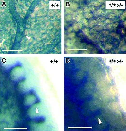 Figure 2. Chimerism analysis reveals 2 distinct roles of Csk. (A-B) X-gal–stained yolk sac membranes at E9.5. Panel A is from a Csk+/+, Flt-1+/– embryo, and panel B is from a chimeric embryo produced by aggregation between R1 ES cells and Csk–/–, Flt-1+/– morula. The yolk sac in panel A contains vitelline vessels (arrowhead) and capillary sprouts. The blood vessels in panel B are similar to the capillary-like vessels in panel A but drastically improved over those shown in Figure 1D, indicating that sprouting of small blood vessels is essentially normal. However, –/– endothelial cells do not form vitelline vessels in the chimera. (C-D) These panels are portions of body trunks to show intersomitic vessels (arrowheads). Because the genotypes of morulas were unknown at the time chimeric aggregations were set up, they were determined retrospectively after chimeric embryos were dissected, using a previously established protocol.17 For a chimeric embryo, the trophoblasts in its placenta could be derived only from morula embryos but not from R1 ES cells. Thus, during dissection, placental tissue containing trophoblasts were carefully removed and cultured for 2 weeks. Subsequently, DNA samples were extracted and used for genotyping analysis by polymerase chain reaction (PCR). Bars are 100 μm.