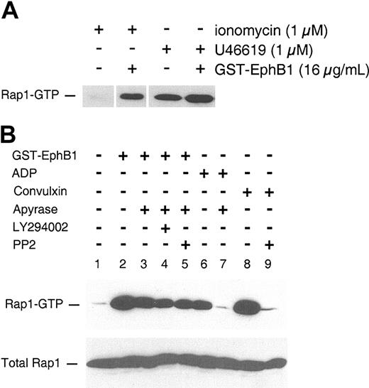Figure 4. EphrinB1 signaling potentiates Rap1 activation. (A) Gel-filtered platelets were incubated with the agents indicated, then Rap1-GTP was isolated and analyzed as described in “Materials and methods.” (B) Washed platelets (500 × 109/L) were preincubated for 15 minutes with apyrase 1 U/mL, LY294002 100 μM, PP2 30 μM, or vehicle, then stimulated with agonist for 5 minutes. The results are from 1 of 2 experiments with identical results.