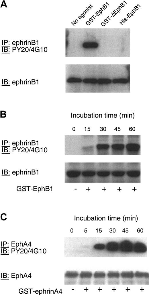 Figure 5. Phosphorylation of ephrinB1 and EphA4 in platelets. (A) Platelets were incubated with GST-EphB1 (5 μg/mL), GST-ΔEphB1 (5 μg/mL), or monomeric His-EphB1 (10 μg/mL) for 30 minutes and then lysed. EphrinB1 was immunoprecipitated (IP) and then immunoblotted (IB) with the antiphosphotyrosine antibodies PY20 and 4G10. Afterward, the blots were reprobed with anti-ephrinB1. The results shown are representative of 2 experiments. (B) Platelets were incubated with GST-EphB1 (5 μg/mL) for the times indicated. EphrinB1 was immunoprecipitated and then immunoblotted as indicated. (C) Platelets were incubated with GST-ephrinA4 for the times indicated and then lysed. EphA4 was immunoprecipitated and then immunoblotted as indicated. The results are representative of 3 experiments.