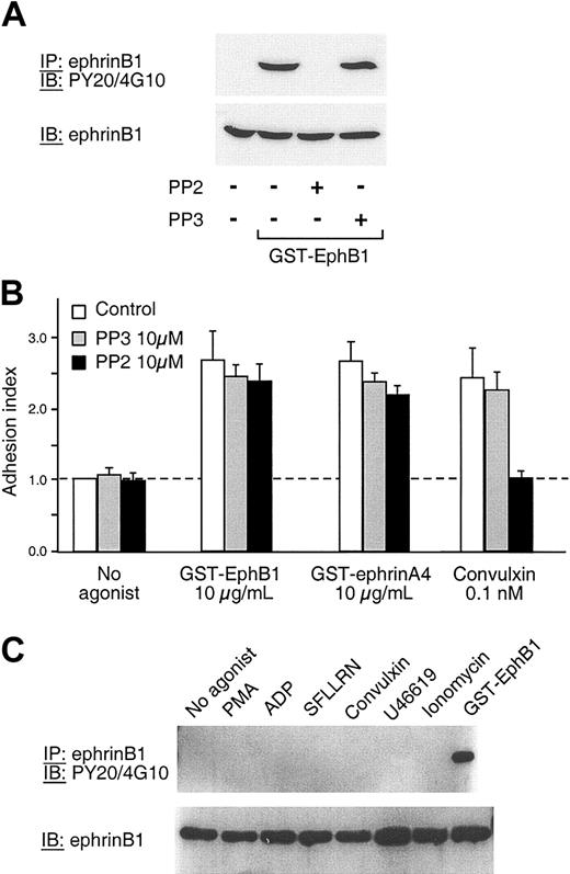 Figure 6. Phosphorylation of ephrinB1 during adhesion and aggregation. (A) Platelets were preincubated with 10 μM PP2, 10 μM PP3, or vehicle for 10 minutes at room temperature and then activated with GST-EphB1 (3 μg/mL) for 30 minutes. EphrinB1 was immunoprecipitated and then immunoblotted with the antiphosphotyrosine antibodies PY20 and 4G10 or with anti-ephrinB1. The results shown are representative of 2 experiments. (B) Platelets were preincubated for 15 minutes with either PP2 or PP3 and then stimulated for 20 minutes with GST-EphB1 or GST-ephrinA4 in fibrinogen-coated wells. The results shown are the mean ± SEM for 4 experiments. (C) Platelets were incubated with an agonist for 5 minutes under conditions allowing aggregation to occur or with GST-EphB1 for 30 minutes as a control, after which ephrinB1 was immunoprecipitated and then immunoblotted with either PY20 and 4G10 or with anti-ephrinB1. Final concentrations: PMA 100 nM, ADP 20 μM, SFLLRN 50 μM, convulxin 1 μM, U46619 5 μM, ionomycin 5 μM, and GST-EphB1 5 μg/mL. The results shown are representative of 3 experiments. The same results were obtained when the incubation with the agonists was extended to 30 minutes.