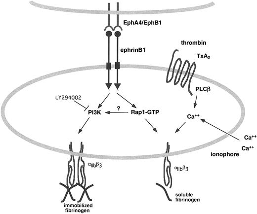 Figure 8. Eph/ephrin signaling in platelets promotes integrin engagement. EphrinB1 on the surface of platelet can serve as both a ligand for Eph kinases on adjacent platelets and as the focus for a signaling complex that promotes Rap1 activation and integrin engagement in response to agonists.