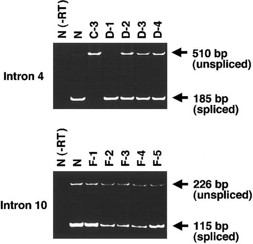 Figure 4. Effects of intronic mutations on mRNA splicing. To evaluate the products of genes with a single splice mutation in intron 4 (top) or intron 10 (bottom), we performed RT-PCR on mRNA using primers corresponding to these exons. RT-PCR for intron 4 yielded a 185-bp band from the normally spliced transcript and a 510-bp band from the unspliced transcript. RT-PCR for intron 10 yielded a 115-bp band from the spliced transcript and a 226-bp band from the unspliced transcript.
