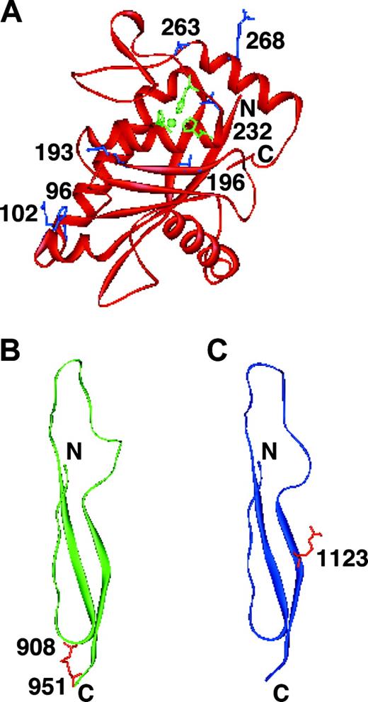 Figure 5. Shown are 3-dimensional models of metalloprotease, Tsp1-5, and Tsp1-8 domains of ADAMTS13. (A) Metalloprotease domain. The side chains of Arg193 and Arg268 are shown in blue with residue numbers. The active site zinc ion coordinated by His224, His228, and His234 is also shown (green). The mutations of H96D, R102C, T196I, L232Q, and S263C reported by Levy et al12 and Schneppenheim et al31 are present in the metalloprotease domain. The side chains of His96, Arg102, Thr196, Leu232, and Ser263 are also shown in blue. (B) Tsp1-5 domain. The side chains of Cys908 and Cys951 are shown in red with residue numbers. (C) Tsp1-8 domain. The side chain of Arg1123 is shown in red with residue number.