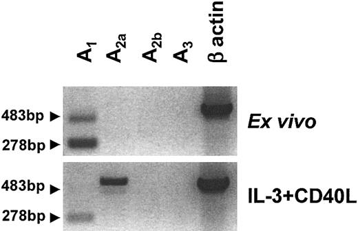 Figure 1. Adenosine receptor expression of human PDCs. Messenger RNA was extracted from highly purified PDCs (purity more than 96%) immediately after isolation or after overnight culture in the presence of IL-3 and CD40L. Profiles of A1, A2a, A2b, and A3 receptor expression were generated by RT-PCR. In addition to the expected 278 bp product for the A1 receptor, a second transcript of 483 bp was amplified (arrows), which contained the expected A1 receptor sequence with a 205 bp insert belonging to the intron between exons 5 and 6. One representative experiment of 6 is shown.