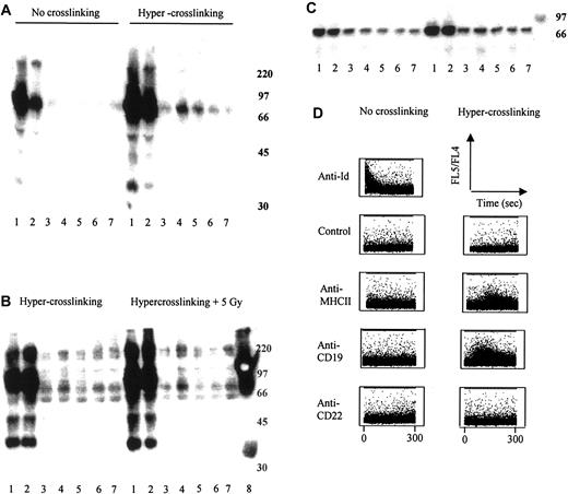 Figure 8. Measurement of intracellular signaling. (A) Western blot analysis of protein tyrosine phosphorylation was performed using fresh BCL1 cells as described in “Materials and methods.” Lane 1 indicates anti-μ (IgM heavy chain); 2, anti-Id; 3, anti-MHCII; 4, anti-CD19; 5, anti-CD22; 6, anti-CD38; 7, control; and 8, molecular weight marker. Anti-μ and anti-Id as single mAb demonstrate intracellular signaling through the surface Ig receptor (BCR) as measured by the induction of cellular protein tyrosine phosphorylation. Hyper–cross-linking of primary mAb with sheep antirat IgG demonstrates signal transduction in anti-CD19 and anti-CD22 as well as via the BCR. (B) Addition of radiation enhances the level of signaling observed through these molecules. (C) Immunoprecipitation of phosphorylated proteins using 4G10, followed by immunoblotting with anti-Syk mAb, revealed that the approximately 70-kDa phosphorylated protein is likely to be Syk. (D) Measurement of intracellular calcium flux in lymphoma cells after hyper–cross-linking mAb. πBCL1 lymphoma cells were loaded with Indo-1-AM and then incubated with either mAb alone (2 μg/mL) or mAb plus an appropriate secondary polyclonal anti-IgG (20 μg/mL). Profiles of FL5/FL4 are shown versus time. Control or irrelevant IgG was a nonbinding anti-Id mAb (to the A31 lymphoma) in both sets of experiments.