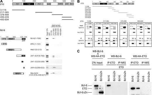 Figure 4. Mapping the interaction between ETO and Bcl-6 in vitro and in vivo. (A) Protein-affinity chromatography was performed to map the interacting domains of ETO and Bcl-6. Schematic representations of the bacterially expressed GST-ETO and in vitro–transcribed/translated Bcl-6 constructs are shown. Results of the interactions between the different fragments after GST pull-down is shown by fluorography of the 35S-methionine–labeled Bcl-6 constructs. (B) Coimmunoprecipitation was performed in 293T cells cotransfected with myc-tagged Bcl-6 and the GAL4-ETO fusion constructs shown in the schematic representation. The upper panels show 2% input from immunoblots performed with GAL4 polyclonal antibodies and myc-tagged monoclonal antibodies. The bottom panels show immunoblots resulting after immunoprecipitation with myc-tagged mouse monoclonal antibody for Bcl-6 (B6) or mouse control IgG (Ig). The analysis is separated into 4 boxes to show separately the area from the N- to the C-terminus of the ETO protein interacting or not interacting with Bcl-6. (C) Myc-tag Bcl-6 (Bcl-6) or GAL4–Bcl-6 deleted for the zinc finger (Bcl-6ΔZincF) was cotransfected with HA-ETO in 293T cells. Coimmunoprecipitation was performed with the ETO N-terminal polyclonal antibody or its IgG control. Proteins (2% input or immunoprecipitate) were run on 15% SDS-PAGE and immunoblotted with the Bcl-6 mouse monoclonal antibody and the HA antibody.