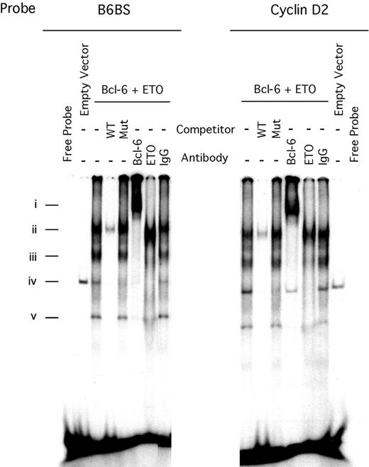 Figure 5. ETO and Bcl-6 form a complex while bound to DNA. (A) EMSA of nuclear extract prepared from 293T cells cotransfected with myc-Bcl-6 and HA-ETO or by the corresponding empty vectors. Three micrograms nuclear extract was incubated with radiolabeled double-stranded Bcl-6 binding-site oligonucleotide (B6BS) or with the cyclin D2 oligonucleotides that contained the Bcl-6 consensus binding site. Lanes 1 and 16, free probe; lanes 2 and 15, empty vector; lanes 3 to 8 and 9 to 14, Bcl-6–ETO-DNA complex; lanes 4 and 10, 100 × wild-type unlabeled cold probe; lanes 5 and 11, 100 × mutated cold probe; lanes 6 and 12, 2 μg rabbit Bcl-6 antibody C19; lanes 7 and 13, 2 μg rabbit ETO antibody Ab1; lanes 8 and 14, 2 μg rabbit IgG.