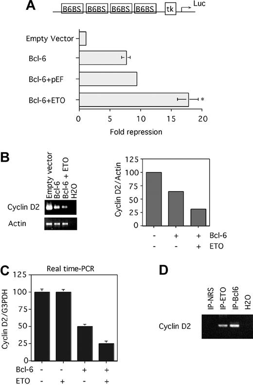 Figure 6. ETO enhances Bcl-6–mediated repression of artificial and endogenous target genes. (A) 293T cells were transfected with a reporter construct containing 4 Bcl-6 binding sites upstream of a thymidine kinase promoter driving luciferase gene expression (B6BS-tk-luc) and with vector control (lane 1), Bcl-6 alone (lane 2), Bcl-6 plus the ETO vector control (lane 3), and Bcl-6 plus ETO (lane 4). Transcriptional output was normalized to an internal control (renilla), and multiple repeats were performed to determine standard deviations. P = .01, representing a significant difference between lanes 3 and 4. This experiment was repeated 6 times. (B) 293T cells were transfected with a GFP-expressing plasmid plus the empty Bcl-6 vector (lane 1), Bcl-6 plus the ETO empty vector (lane 2), and Bcl-6 plus ETO (lane 3). After 24 hours of transfection, the GFP-positive cells were sorted using FACS, and the RNA was submitted to RT-PCR for the cyclin D2 and the actin transcript. After 30 cycles, the PCR products were run on a 2% agarose gel, and the intensity of the bands was analyzed with National Institutes of Health (NIH) image software. The intensities of the respective cyclin D2–actin ratios were plotted on a graph (right panel). (C) 293T cells were transfected with a GFP-expressing plasmid plus the empty vector (lane 1), ETO plus the Bcl-6 empty vector (lane 2), Bcl-6 plus the ETO empty vector (lane 3), and Bcl-6 plus ETO (lane 4). After 12 hours of transfection, the GFP-positive cells were sorted using FACS, and the RNA was submitted to reverse transcription followed by real-time PCR for cyclin D2 and GAPDH transcript. This experiment was performed in triplicate to determine standard deviations. Primers used here were first analyzed for their efficiency, which was almost 100%. (D) 293T cells were cotransfected with ETO and Bcl-6. Chromatin immunoprecipitations were performed after 24 hours with rabbit N-terminal ETO antibody, rabbit polyclonal Bcl-6 antibody, or a rabbit IgG control. ChIP products were PCR amplified using primers surrounding the Bcl-6 binding site on the cyclin D2 promoter. NRS and H2O controls are also shown. Error bars represent SD of 6 experiments.
