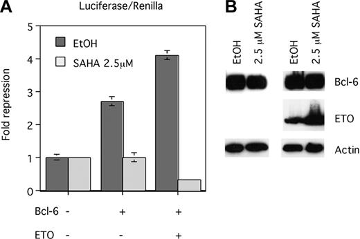 Figure 8. ETO enhancement of Bcl-6 repression is dependent on HDAC activity. (A) 293T cells were transfected with the Bcl-6 binding site containing reporter construct (B6BS-tk-luc) and with the empty Bcl-6 vector (lane 1), Bcl-6 plus the ETO empty vector (lane 2), and Bcl-6 plus ETO (lane 3). After 4 hours of transfection, 2.5 μM SAHA or the same volume of ethanol was added. After 24 hours, the transcriptional output was determined by luciferase assays normalized to an internal control (renilla). Four repeats were performed to determine standard deviations. (B) Twenty microliters of the same lysates used for luciferase assays were run on 15% SDS-PAGE and were immunoblotted for myc-tag (Bcl-6), HA (ETO), and β-actin. Error bars represent SD of 4 experiments.