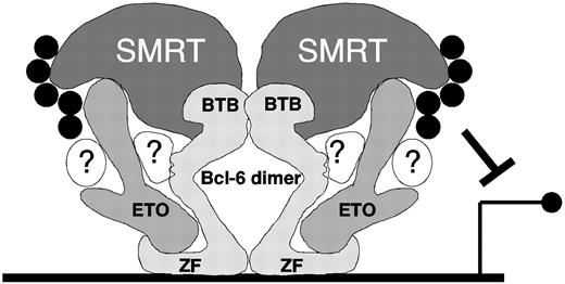 Figure 9. Model of possible interactions among ETO, Bcl-6, SMRT/N-CoR, and HDACs. Bcl-6 forms an obligate dimer through its BTB domain, which directly contacts the SMRT corepressor.50 The Bcl-6 zinc finger region binds to DNA consensus sites and simultaneously to a central region of ETO. ETO in turn also interacts with SMRT, through its C-terminus (though additional contact sites may exist). SMRT and ETO both recruit HDACs (black circles) to amplify Bcl-6 repression. Undoubtedly, multiple other proteins interact with Bcl-6 and ETO (in white, with question marks) and form a complex repressosome. This model is speculative but is consistent with our data for ETO and SMRT/N-CoR interactions with Bcl-6.