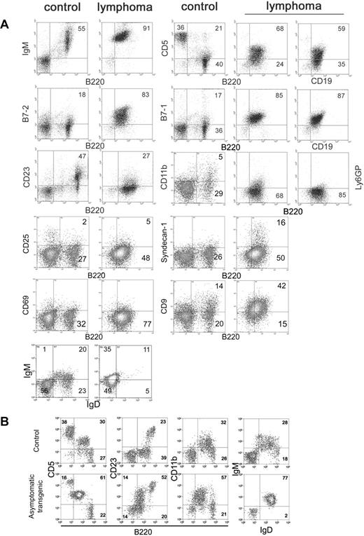 Figure 3. Flow cytometry of lymphoma cells. (A) Unfractionated splenocytes from mice diagnosed with splenic lymphoma and peripheral leukemia (lymphoma) were stained for various markers of B-cell differentiation and activation and compared with asymptomatic non-Tg littermate splenocytes (control). Numbers in each square refer to percentages of gated events in a particular quadrant. (B) Peritoneal lymphocytes of premalignant, asymptomatic Tg mice (asymptomatic) were compared with age-matched littermate (control) to assess expansion of the B-1 cell population in the peritoneum.