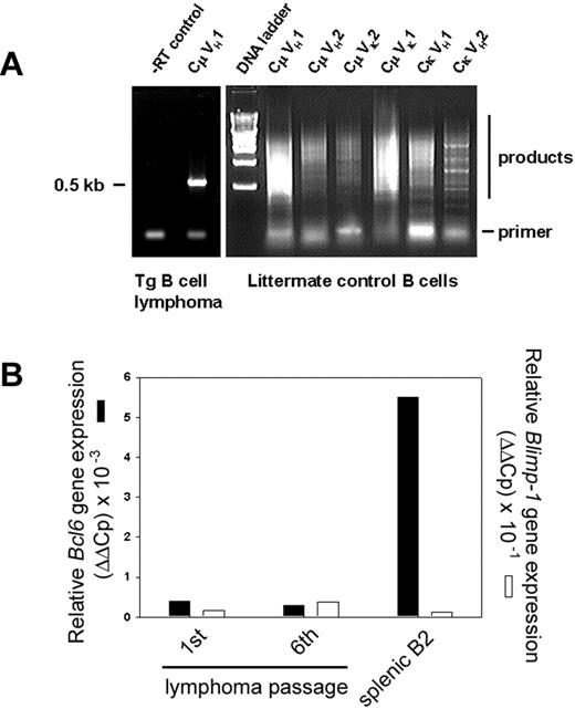 Figure 5. Immunoglobulin gene rearrangements are monoclonal. (A) Ig RNAs were isolated from purified B cells of a Tg splenic B-cell lymphoma, amplified by RT-PCR, and resolved. –RT control is shown (left). Primers to the 3′ constant region (3′Cμ and 3′Cκ) Ig sequences and degenerate primers to the variable regions (5′VH and VK) were used in pairs as indicated. RNA of purified, polyclonal B cells from normal, non-Tg littermate control (right) is compared with Tg lymphoma (left). (B) Lymphoma RNA from first or sixth transplanted passage of malignancy was amplified with primers specific for Bcl6 (▪) or Blimp-1 genes (□) by real-time PCR and compared with splenic B2 control. Relative expression levels were determined by the 2–ΔΔCt method where ΔΔCt = ΔCt, sample – ΔCt, reference with Bcl6 or Blimp-1 serving as samples and β2-microglobulin as a reference.