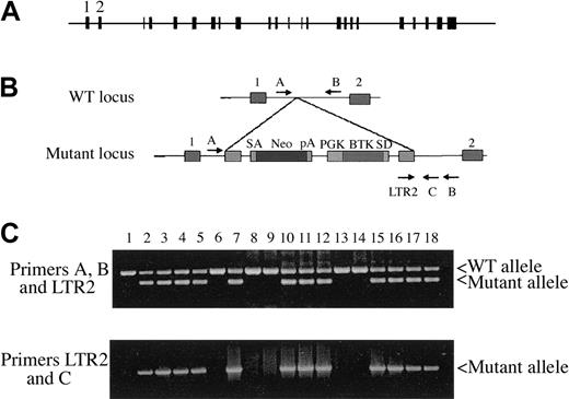 Figure 1. Disruption of the mouse BUBR1 locus. (A) Schematic representation of the structure of mouse BUBR1 showing the relative positions and sizes of the 23 exons (filled boxes). (B) Structures of the wild-type (WT) and mutant BUBR1 loci. SA-Neo-pA denotes a splice acceptor sequence fused to the neomycin resistance gene followed by a polyadenylation signal sequence. PGK-BTK-SD denotes PGK gene promoter fused to BTK gene that is flanked by an SD sequence at its 3′ terminus. The positions and relative orientations of 4 PCR primers (A, B, LTR2, and C) used for genotyping are shown. (C) Genotyping of mouse tail DNA by nested PCR. Genomic DNA isolated from the tails of offspring of crosses between wild-type and BUBR1+/– mice was analyzed by PCR with primers A, B, and LTR2 (top panel), and the resulting products were subjected to a second round of PCR with primers LTR2 and C.