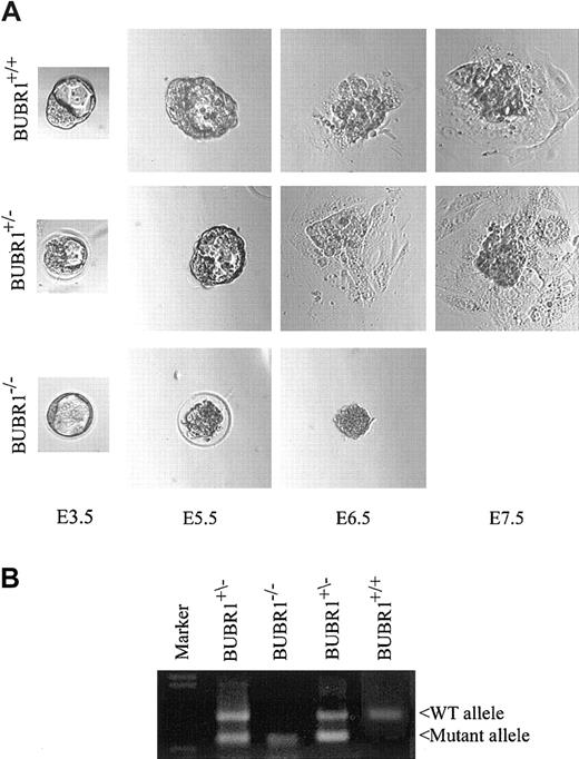 Figure 2. Early embryonic death of BUBR1-null embryos. (A) E3.5 blastocysts of the indicated genotypes were harvested, cultured in vitro, and examined at various times by phase-contrast microscopy. Data are representative of at least 3 independent experiments. Original magnification × 200. (B) At the end of the culture period, cells from the embryos shown in panel A were collected and subjected to genotyping by PCR. The leftmost lane contains DNA size markers.