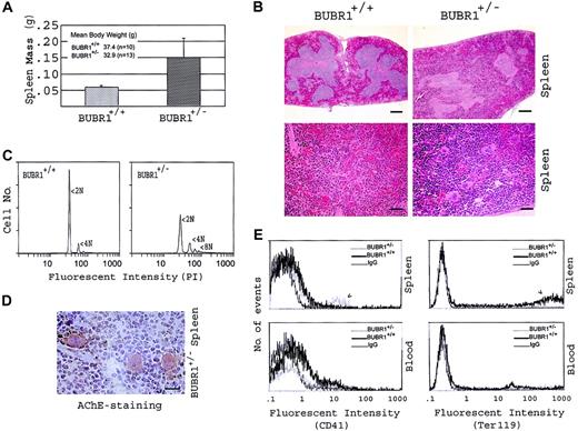 Figure 4. Splenomegaly and extramedullary megakaryopoiesis. (A) Mean (± standard deviation) mass of the spleen freshly dissected from adult BUBR1+/– and wild-type mice. The mean body mass for these animals is also shown. (B) The spleen from BUBR1+/– and wild-type mice were fixed, embedded in paraffin, sectioned, stained with H&E, and examined by light microscopy at low (scale bar = 0.2 μm) and high magnification (scale bar = 5 nm) (upper and lower panels, respectively). (C) Spleen cells from BUBR1+/– and wild-type mice stained with propidium iodide (PI) were subjected to analysis of DNA content by flow cytometry. (D) Sections of freshly frozen BUBR1+/– spleen were stained in situ for AChE+ cells. (E) Spleen and peripheral blood cells from BUBR1+/– and wild-type mice were subjected to flow cytometric analysis of CD41 and Ter119 expression, with an isotype-matched IgG used as a negative control. Data in all panels are representative of 3 independent experiments. These observations were confirmed in multiple pairs of BUBR1+/– and wild-type littermates.