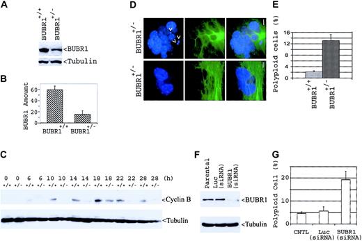Figure 6. Compromised spindle checkpoint function in BUBR1+/– MEFs. (A) Wild-type and BUBR1+/– MEF cells were lysed, and an equal amount of cell lysates was blotted for BUBR1 and for α-tubulin. (B) Independent BUBR1 signals from paired MEFs were quantified via densitometry, and average amounts of BUBR1 signals after normalization by α-tubulin signals were shown. (C) BUBR1+/– and wild-type MEFs were incubated with nocodazole (0.2 μg/mL) for the indicated times, after which cell lysates were subjected to immunoblot analysis with antibodies to cyclin B or to α-tubulin. (D) BUBR1+/– MEFs stained with antibody to α-tubulin (green) and with DAPI (blue) were examined by fluorescent microscopy. Two representative polyploid cells were shown. Arrows denote micronuclei. Bar = 5 μm. (E) Polyploid cells in both BUBR1+/– and wild-type MEFs were scored from 500 cells, and the percentage of cells with polyploidy is shown. (F) MEF cells were transfected with siRNA targeting human BUBR1 or luciferase gene mRNA for 3 days, after which equal amounts of cell lysates, along with untransfected parental lysates, were subjected to immunoblot analysis with antibodies to BUBR1 or to α-tubulin. (G) Wild-type MEFs were transfected with siRNA targeting BUBR1 or luciferase (Luc) mRNA for 6 days, after which the transfected cells, along with parental MEFs, were fixed and stained with antibody to α-tubulin and with DAPI. Polyploid cells were scored from 500 MEFs. Error bars represent means ± standard deviation.